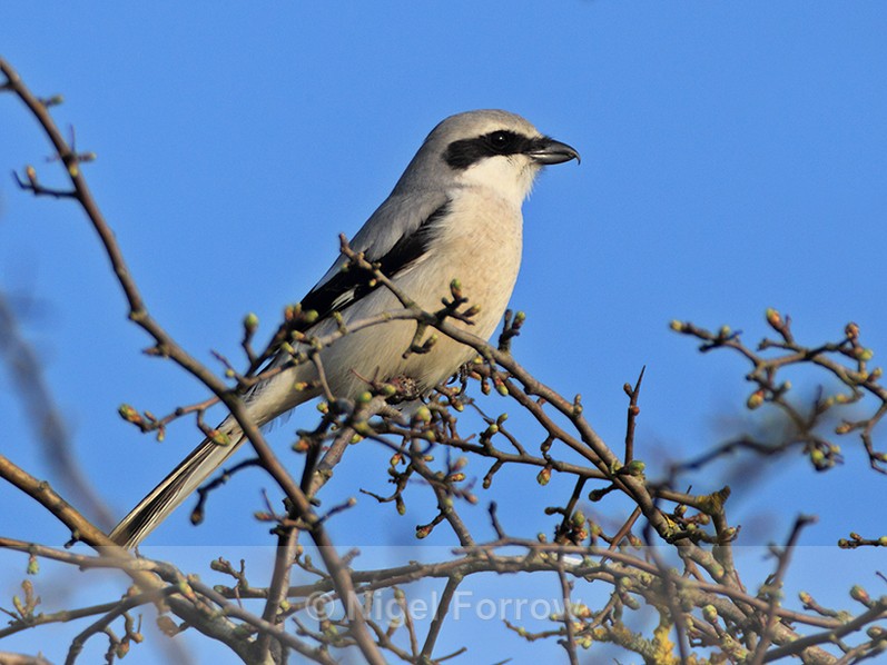 Great Grey Shrike at South Leigh, Oxfordshire - Great Grey Shrike