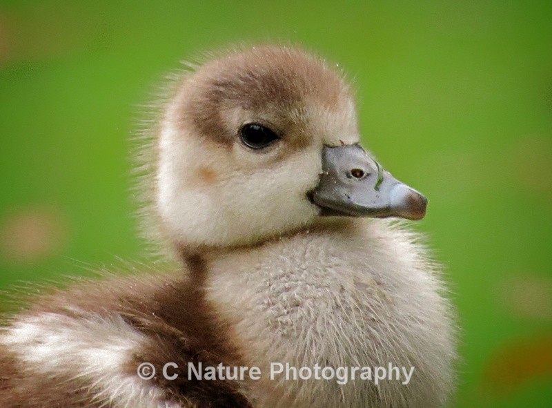 Egyptian Goose Chick - Birds