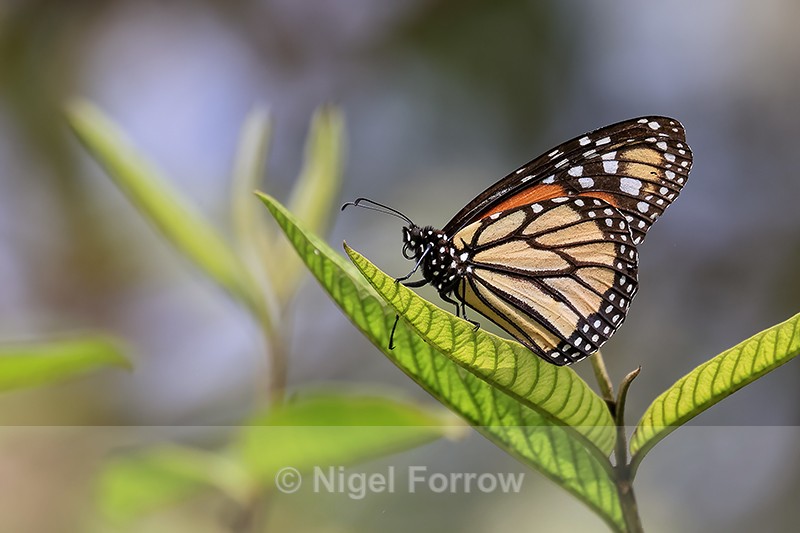 Monarch butterfly, Santa Cruz, Galapagos - INSECTS