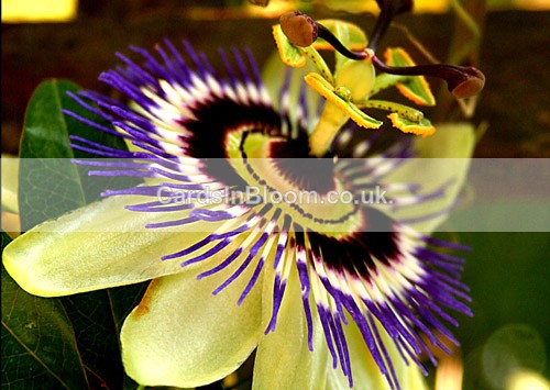 Passionflower - GARDEN FLOWERS