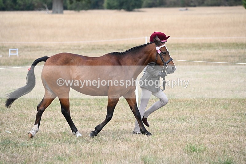 WJ6_6372 - Class 19 In-hand Veterans (Uploaded correct folder)
