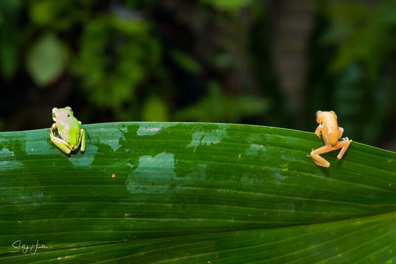 11 Tiny pair 2 - Frogs
