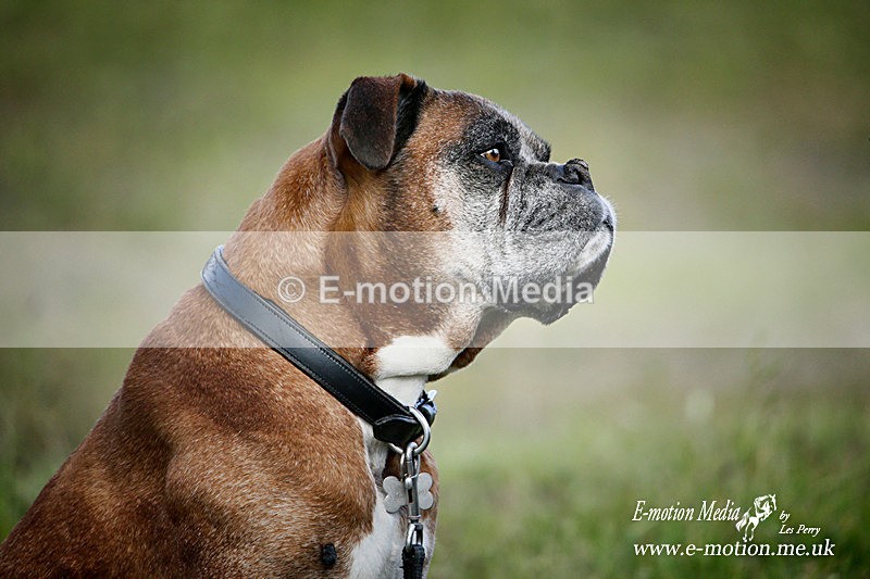 _LEZ9727a - Dogs