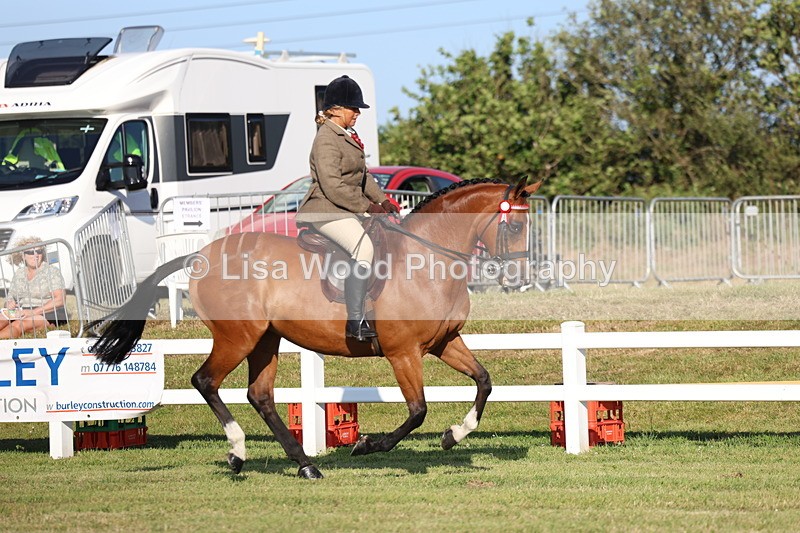 3E7A4983 - Class 1: Rising Star Small Hack/Riding Horses