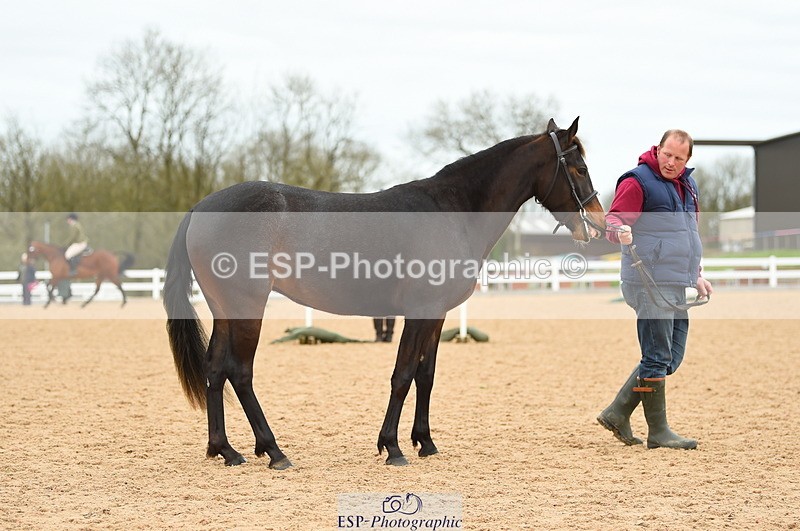 230416A-140724-04744 - Cls 46+43 In Hand Warmbloods and Foreign