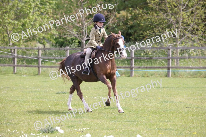 20260426-4049 - Class 33 - Best Pony 14.2hh and Under