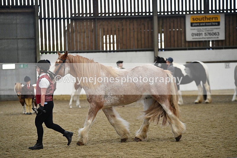 WJ5_4775 - Class 7 In hand coloured / odd coloured