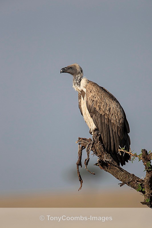 White-backed Vulture - Mara North ~ Birds