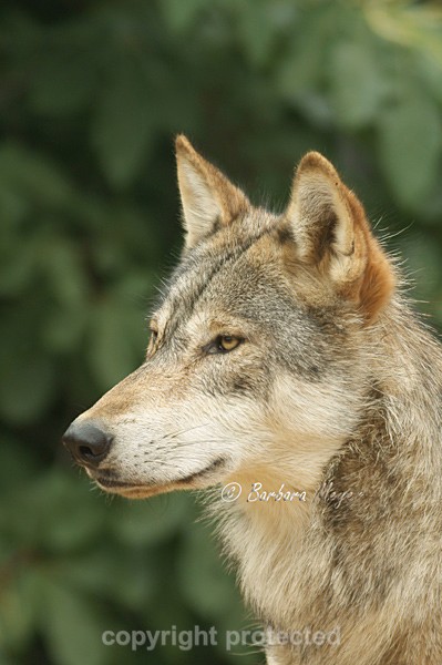 Grey Wolf - Montana close-up (Colchester Zoo) - Smaller Cats & Other Wildlife - Wolves