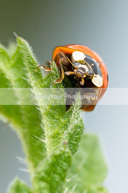 20130825-_MG_5426 - Insects