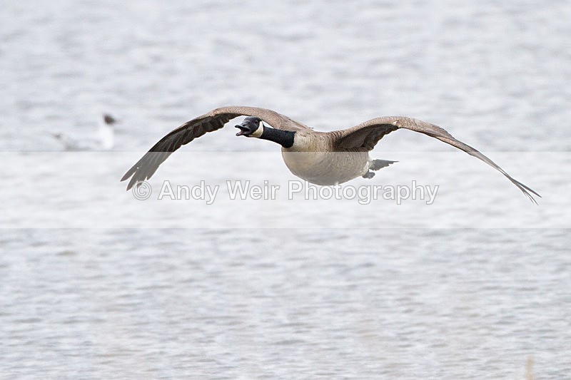 20130421-_MG_2918 - Geese