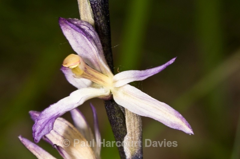  - Orchids - Various