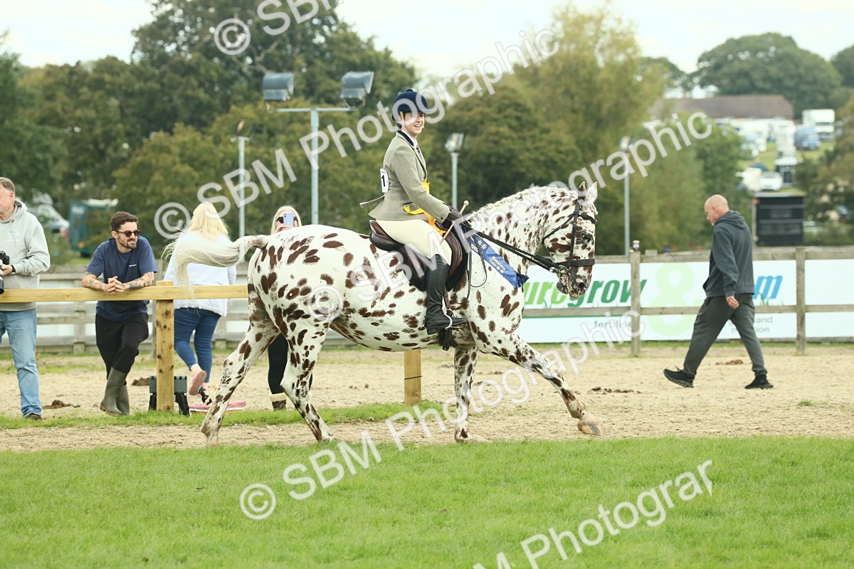 SBM_62563 - S62 - Foreign Breeds Ridden