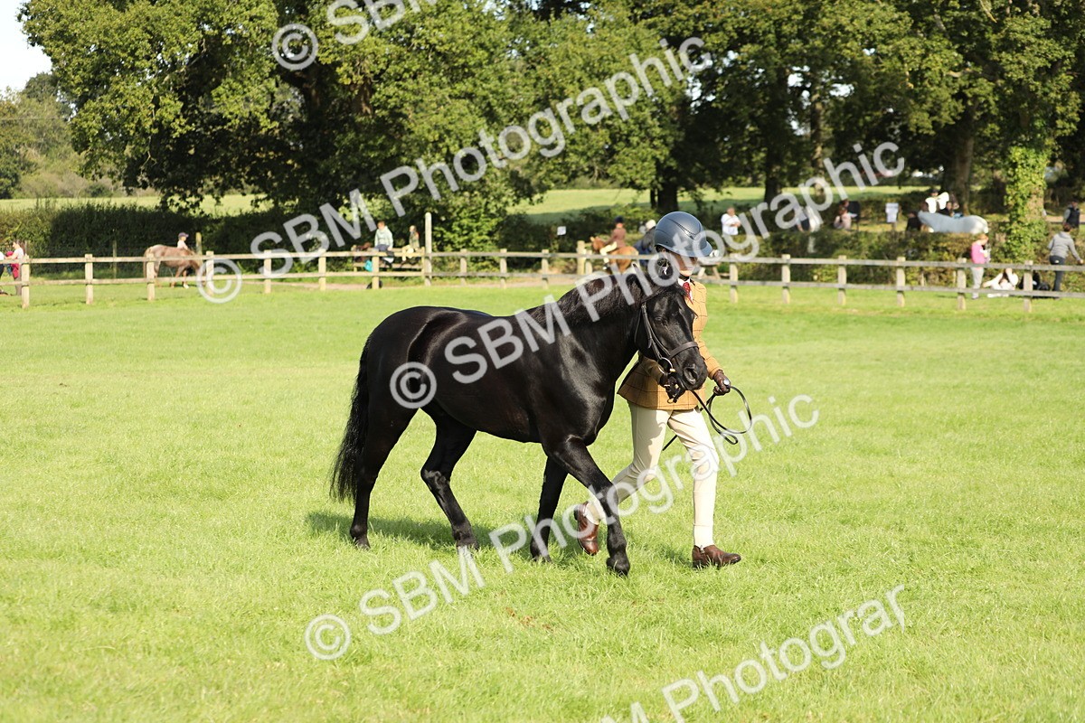SBM_61041 - S44 - Part Bred Pony In hand