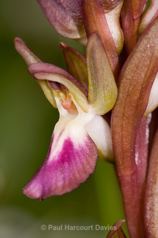  - Orchids - Crete
