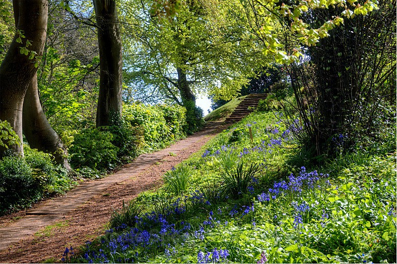 Bluebells in The Botanical Gardens - Teignmouth and Shaldon