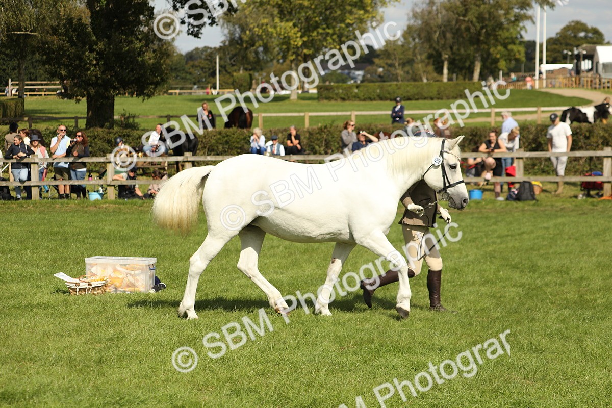 SBM_65490 - S47 - Mountain & Moorland In Hand Large Breeds