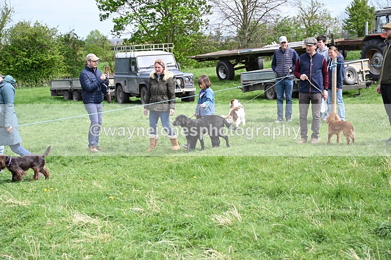 WJ6_8804 - Class 8 Best Working / Gun Dog or Bitch