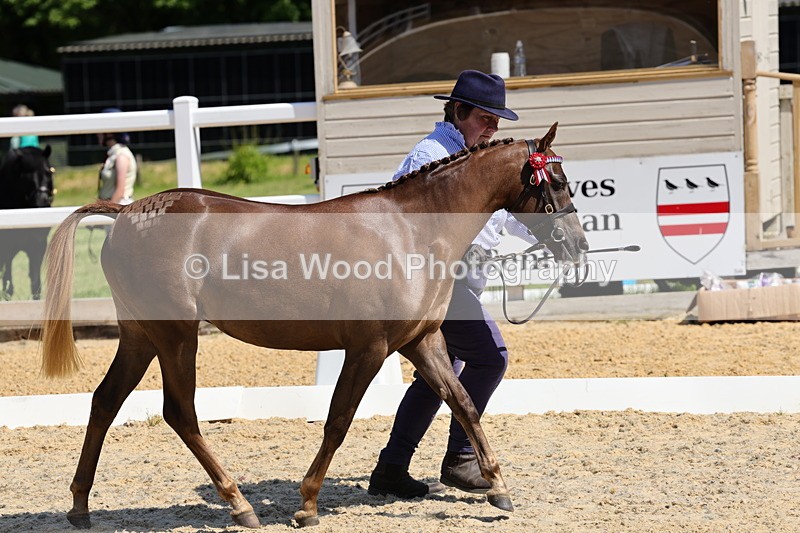 1X9A1102 - Class 8: Open Show/Hunter Pony not to exceed 153cm