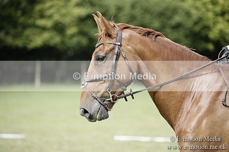 BVR090918 296 - BVRC Dressage and Show Jumping 09/09/18