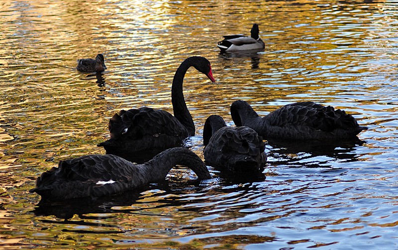 Young Black Swan family at Dawlish Brook - Dawlish (mainly black swans)