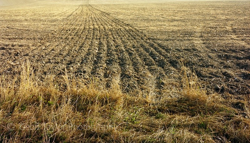 Adwell Cop - A Rural Landscape