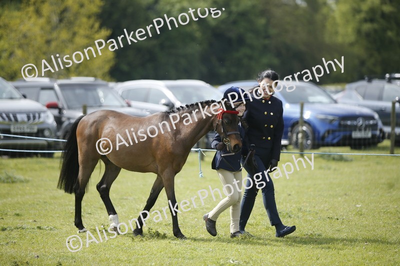 20260426-1866 - Class 7 - Pony Judge Would Most Like To Take Home