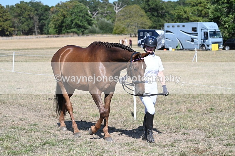 WJ7_1447 - Class 42 Most Handsome Gelding