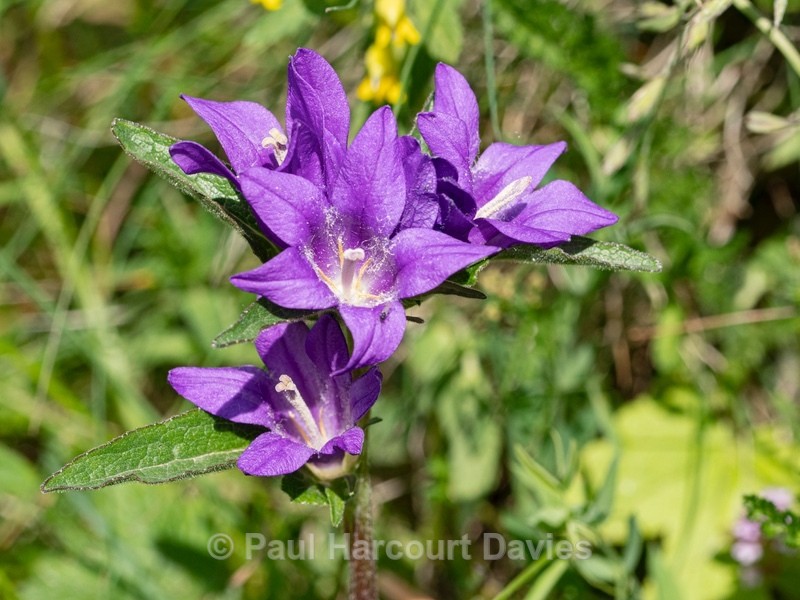 Clustered bellflower (Campanula glomerata) - Wild Flowers