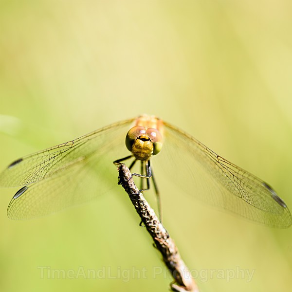 Female Common darter - Dragonflies & Damselflies