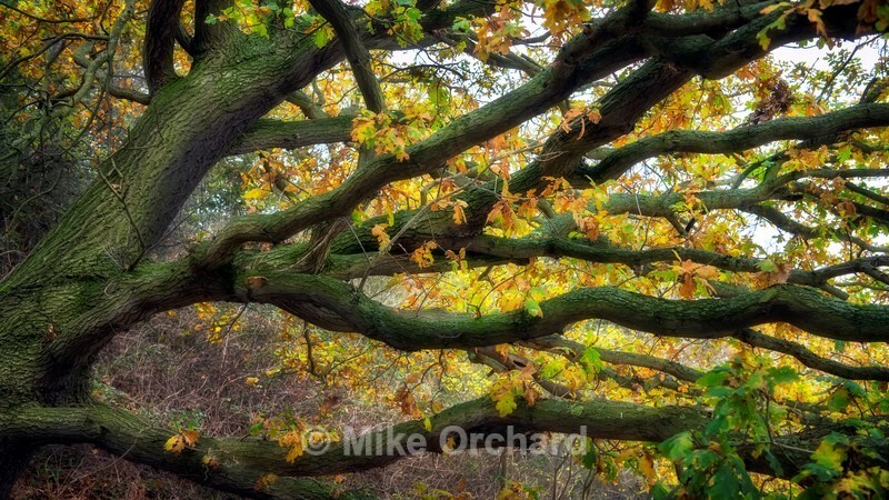 Firery Oak_River Orwell_Suffolk - Landscapes