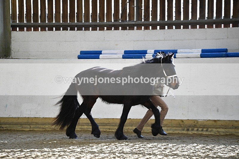 WJ5_3491 - Class 1 Youngstock