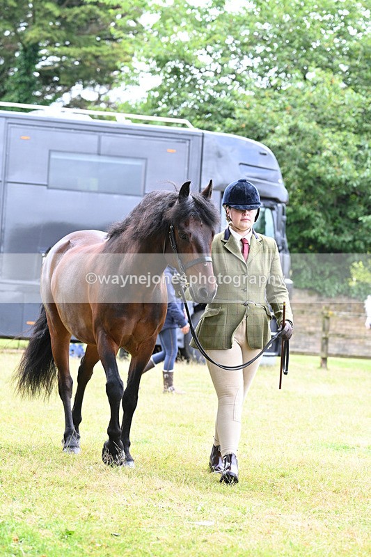 WJ7_6503 - Class 5 Handsome Gelding in hand