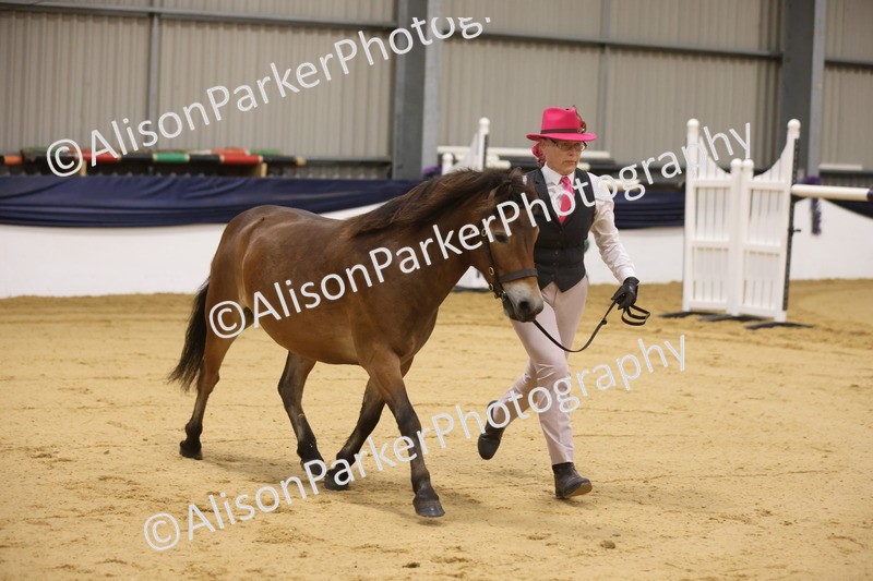 20260913-1032 - Class 109 - Bred On Exmoor In Hand