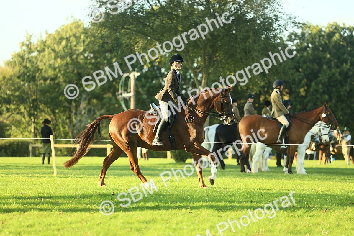 SBM_55522 - S14 - Riding Club Horse