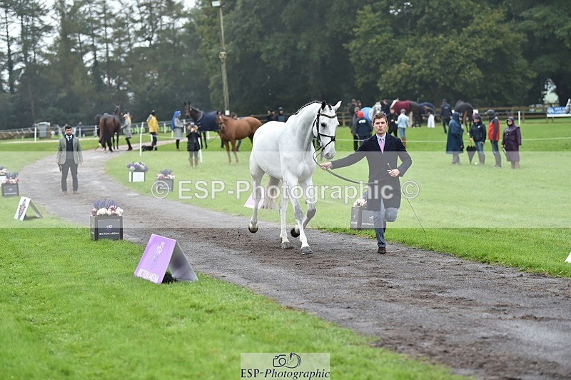 231018-121840-00195 - 027-IE.MR.MCGREGOR-Will.Furlong-TrotUp