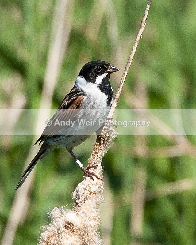 20090531-032 - Buntngs