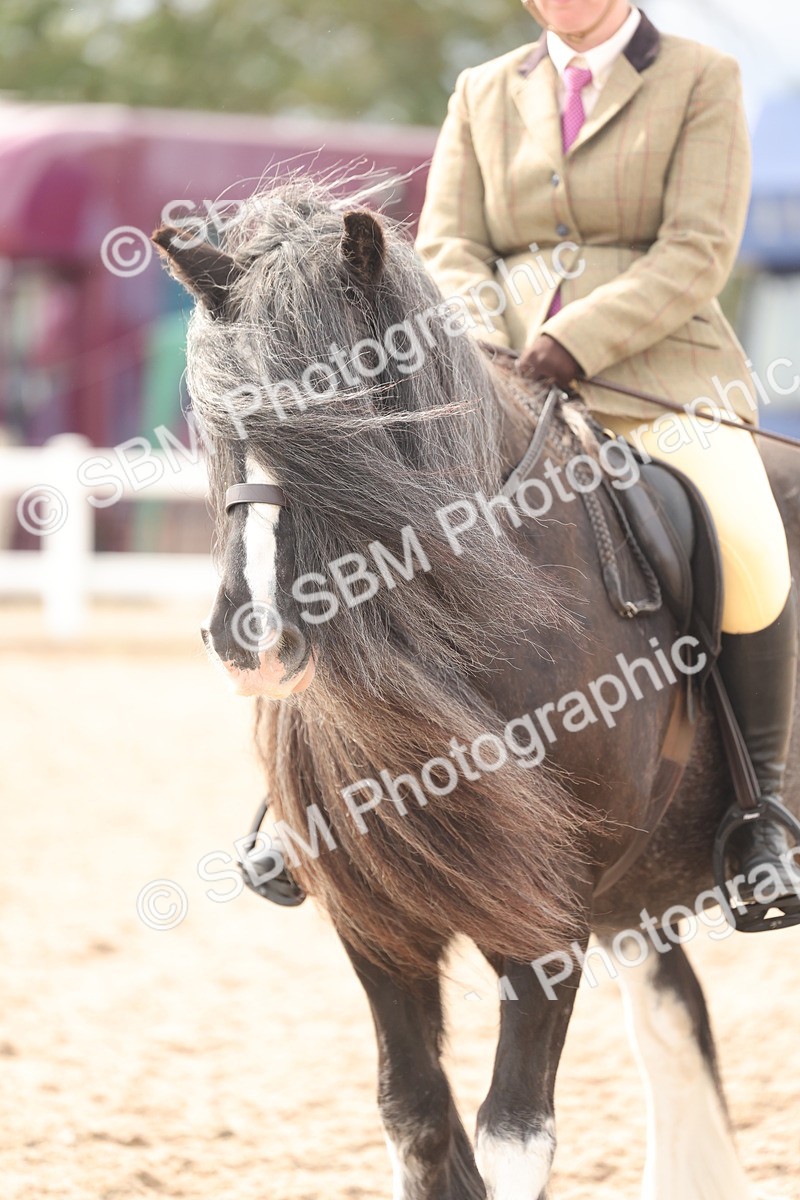SBM_18041 - Class 314 - Family Horse Pony