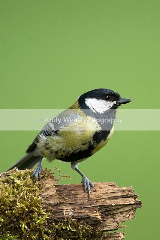 20120508-_MG_9940 - Great Tit