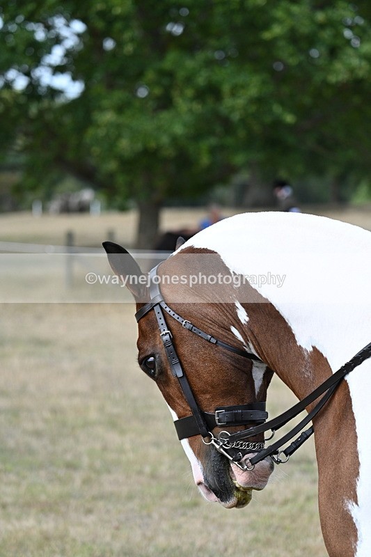 WJ7_7112 - Class 14 Ridden Coloured