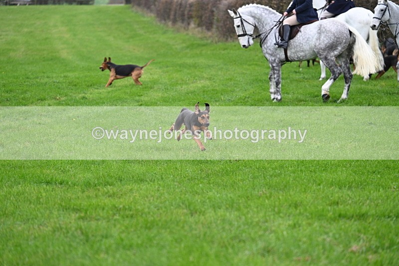 WJ7_8768 - Meet Staff & Hounds