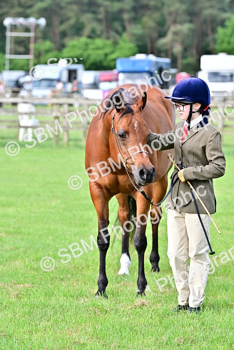 SBM_00041 - Class 46-49 - Arab and Part Bed-Anglo Arab In Hand