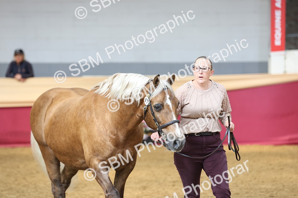 SBM_23398 - Class 903 - Supreme Final - IH Pre Vet