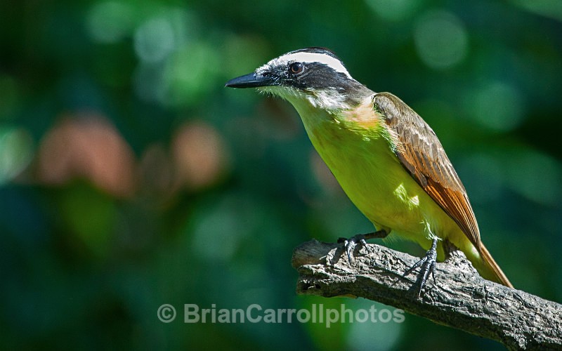 IMG_5494 Great Kiskadee, Costa Rica - Costa Rican Wildlife