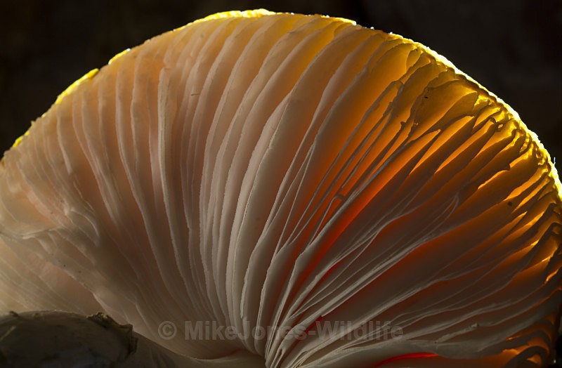 Fly Agaric - FUNGI (MUSHROOM) IMAGES