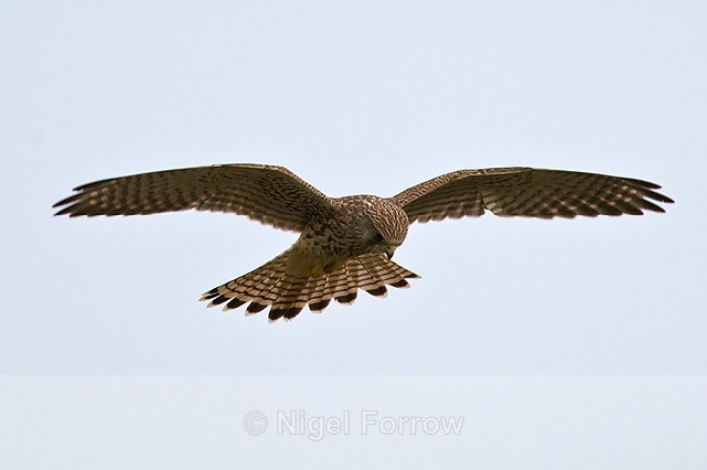 Kestrel hovering at Otmoor - Kestrel