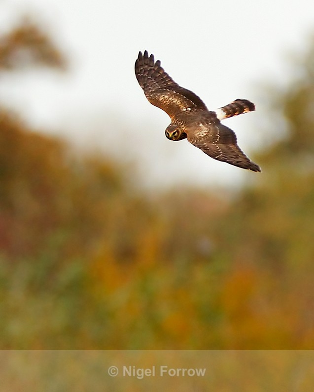 Hen Harrier in flight at Otmoor RSPB - Hen Harrier