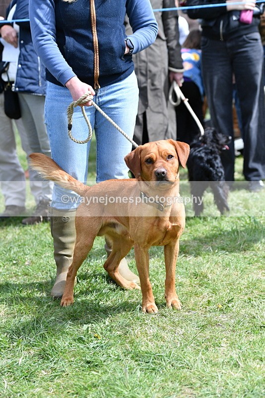 WJ5_9799 - Class 3 Most Handsome Dog