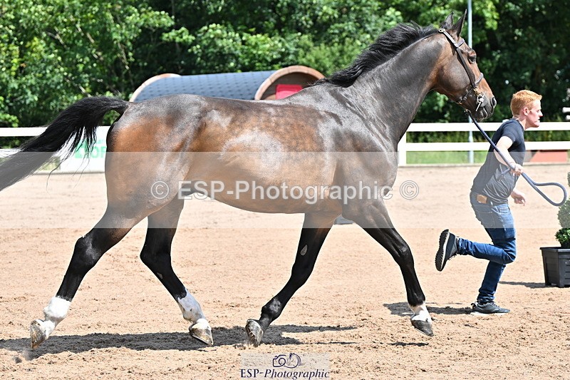 240718A-105239-00979 - Trot Up 11am to 12pm