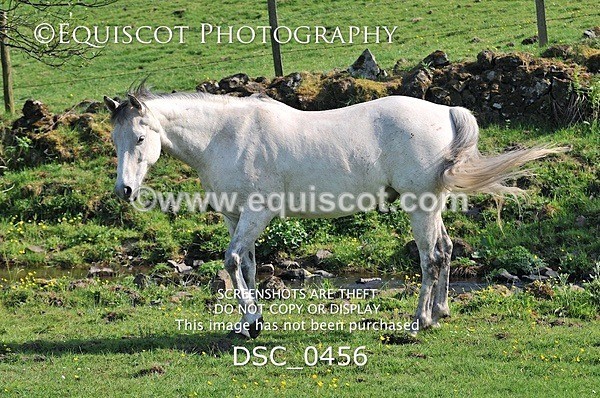 DSC_0456 - ARCHIVE REQUEST - Quincy and Guinness